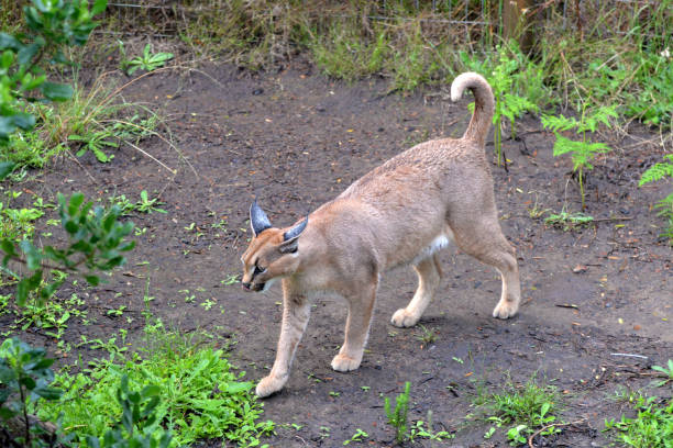 istock Caracal in south africa (tenigwa) 1154128630