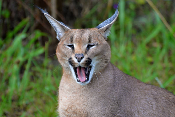 istock Caracal in south africa (tenigwa) 1154128658