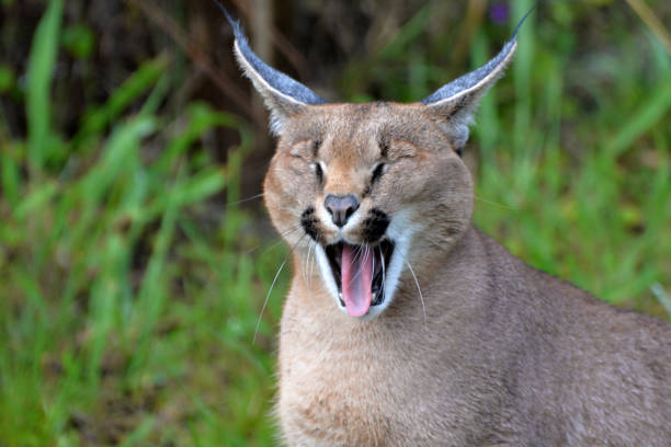 istock Caracal in south africa (tenigwa) 1154128662