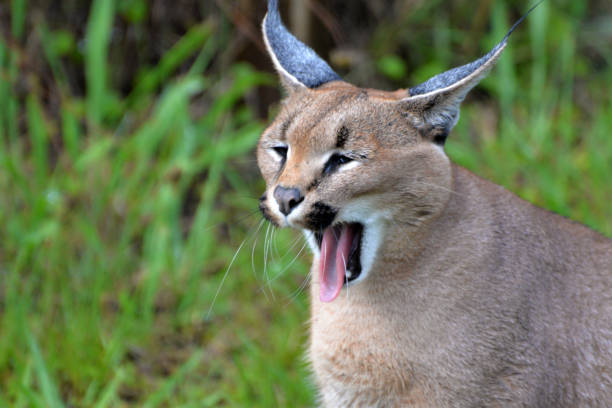 istock Caracal in south africa (tenigwa) 1154128672