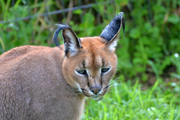 istock Caracal in south africa (tenigwa) 1154128713