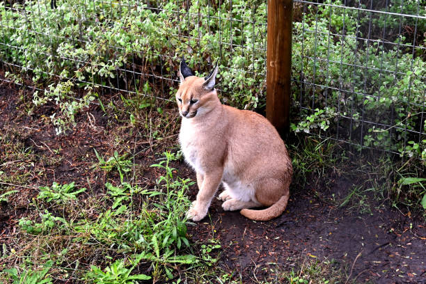 istock Caracal in south africa (tenigwa) 1154128751