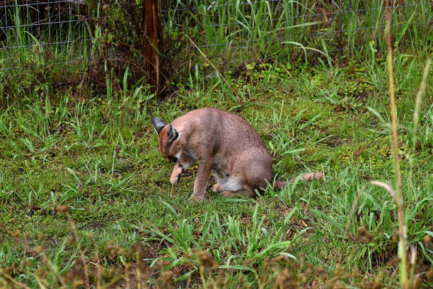 istock Caracal in south africa (tenigwa) 1154128808
