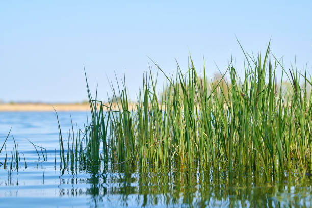istock Grass on the shore of a lake 1154129860