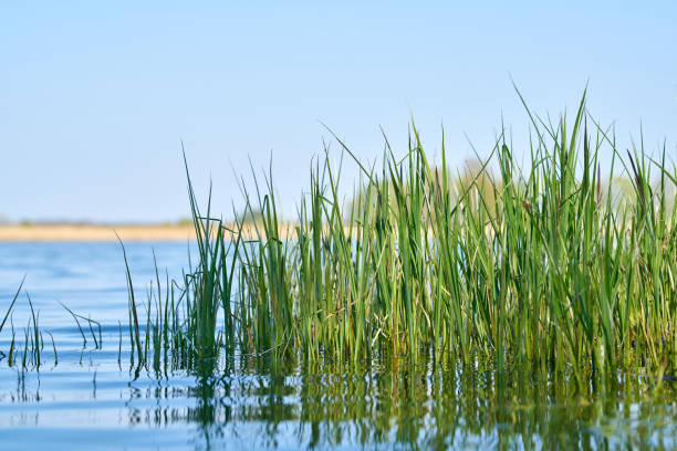 Grass on the shore of a lake Grass on the shore of a lake in a nature reserve near Magdeburg in Germany carex pluriflora stock pictures, royalty-free photos & images
