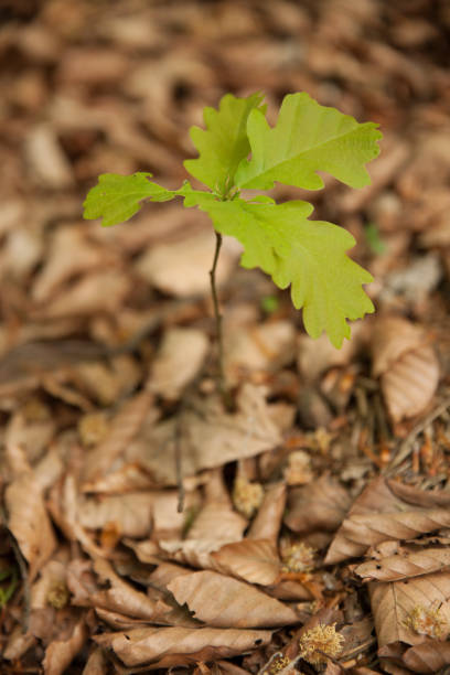 young little oak tree growing on a forest ground in early spring .