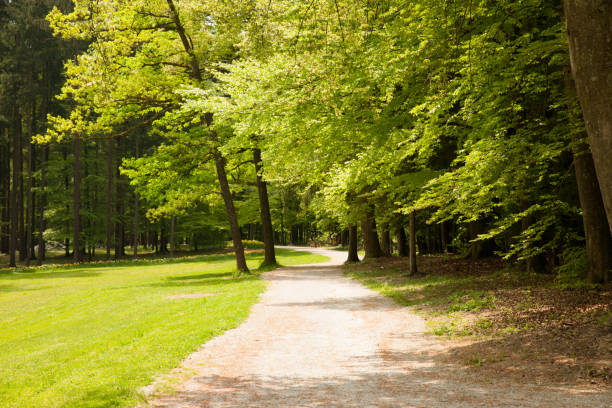 istock Path through forest in early spring with green trees all around 1154130063