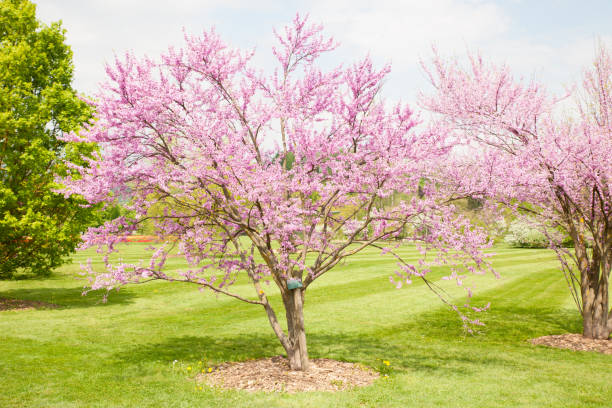 istock Cercis griffithii (Eastern redbud) is a large deciduous shrub or small tree, native to eastern North America from southern Ontario,Canada south to northern Florida. Blossoming tree 1154130085