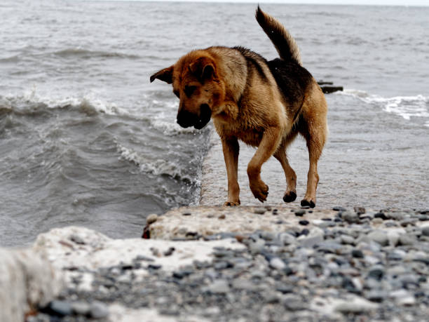 A sea landscape with a dog ashore