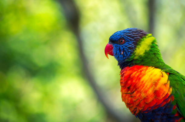 istock Rainbow lorikeets (Trichoglossus haematodus) are brightly colored, medium-sized parrots that are not considered to be established in the wild in New Zealand. 1154133331