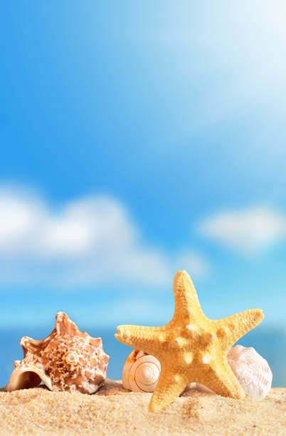 istock Summer beach. Seashell and starfish on a sand and ocean as background 1154135489