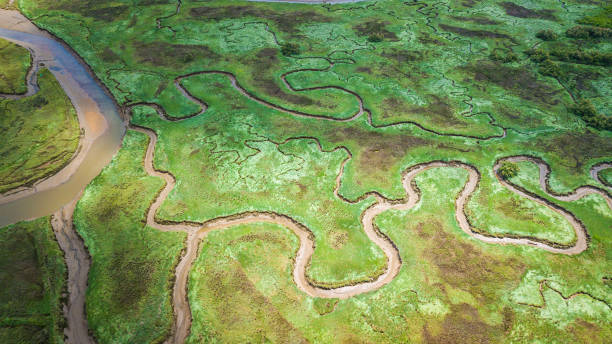 vista aérea de região pantanosa - estuary - fotografias e filmes do acervo