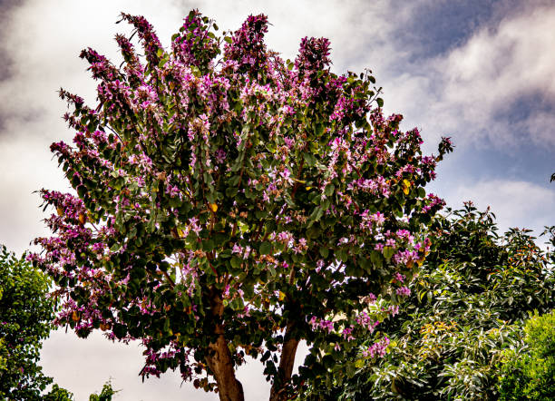 fantastischer farbrasen durch blühenden baum - urban growth audio stock-fotos und bilder