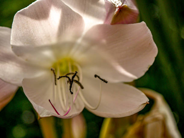 istock Close up of an open jersey lily 1154139327