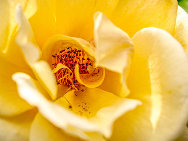 istock macro close up inside of a yellow rose 1154139348