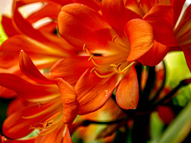 istock super macro from wide open natal lily blossom 1154139358