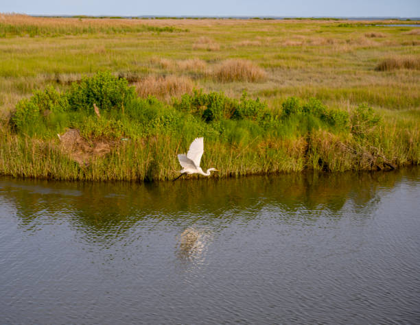 Tangier Island Egret Flies Over Marsh