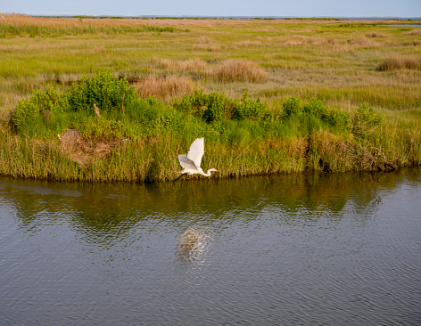 Egret flies over marsh area close to the water on the sinking island of Tangier in Virginia. Tangier is expected to become uninhabitable in 50 years because of climate change. Bird reflection on water.