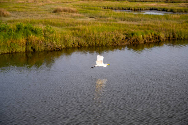 Egret flies over marsh area of Tangier Island low to the water. Tangier is expected to become uninhabitable in 50 years because of climate change.