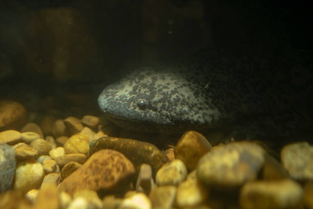 giant chinese salamander in an aquarium stock photo