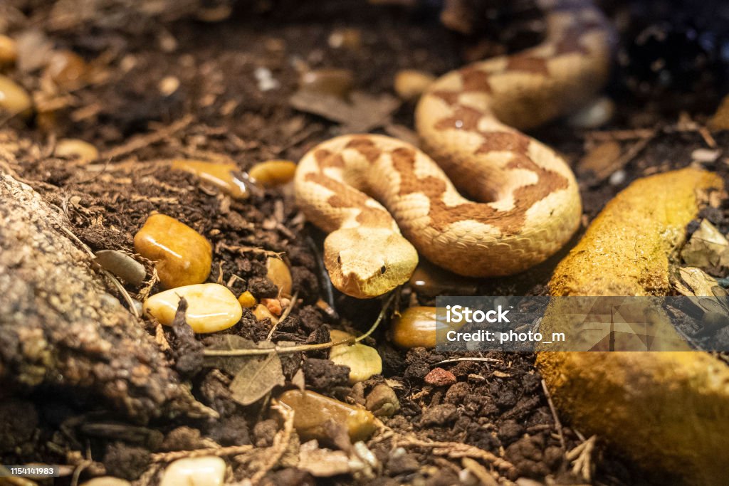 horned viper in its terrarium Animal Stock Photo