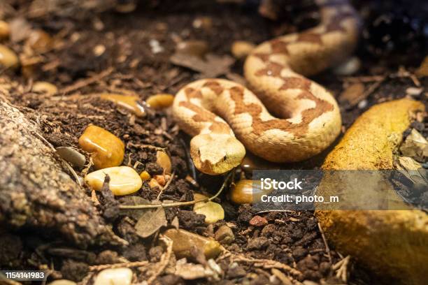 Horned Viper In Its Terrarium Stock Photo - Download Image Now - Animal, Animal Body Part, Animal Head