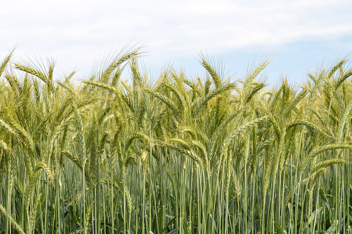 Golden corn field - useful as a background. Natural elements.