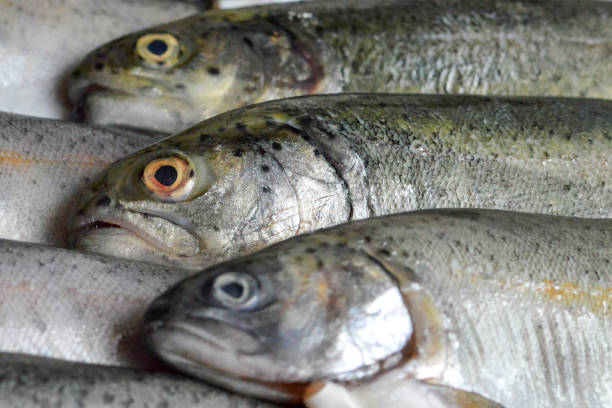 istock Close up of fresh trout fish 1154153514