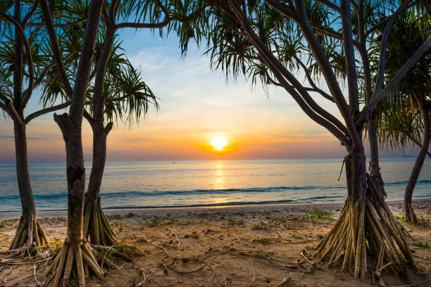 istock Sunset at tropical beach with palms 1154156801