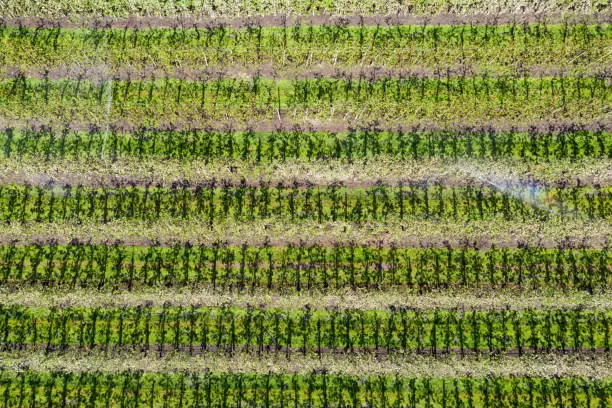 aerial view of apple plantation in Germany