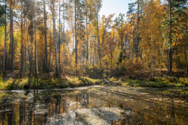 istock Forest lake, autumn landscape. 1154160818