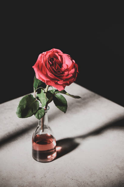 istock pink rose in glass bottle on stone table isolated on black 1154163184