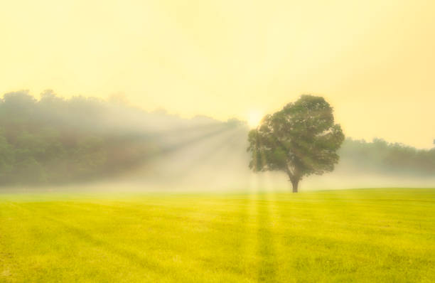 Golden Summer Dreamy morning scenery at Far Hills, New Jersey featuring sun rays beaming through the trees on foggy morning at Sunrise gladstone new jersey stock pictures, royalty-free photos & images