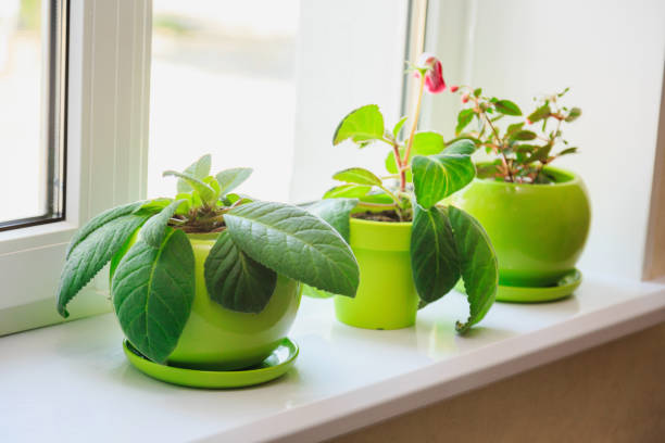 plants in green pots on the windowsill stock photo