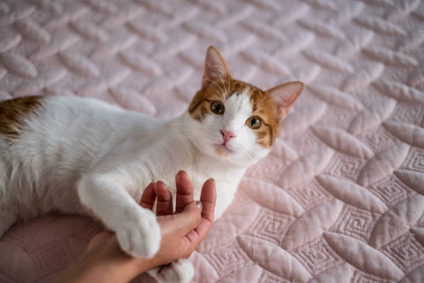 istock Domestic Cat in The Bedroom. 1154173250