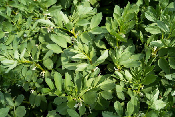 faba do feijão de fava do feijão de vicia faba sativa largo, colheitas no campo de exploração agrícola - broad bean bean agriculture nature - fotografias e filmes do acervo