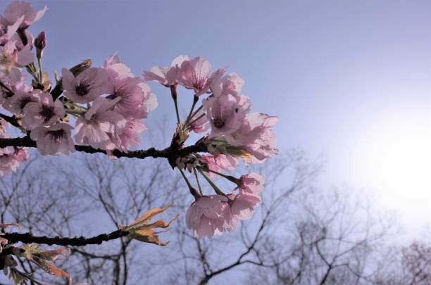 Beautiful cherry blossoms, Japanese spring stock photo
