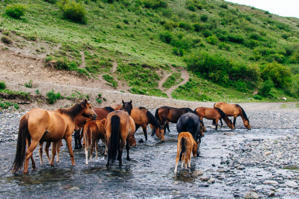 istock Drinking horses in a river in grassland. 1154181376