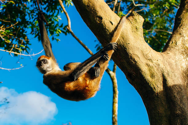 macaco que pendura em uma árvore em um dia ensolarado - 2650 - fotografias e filmes do acervo