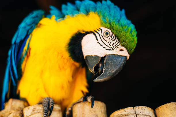istock Ara ararauna. Blue-yellow macaw parrot portrait. Ara macaw parrot 1154181924