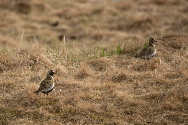 istock European Golden Plover 1154184534