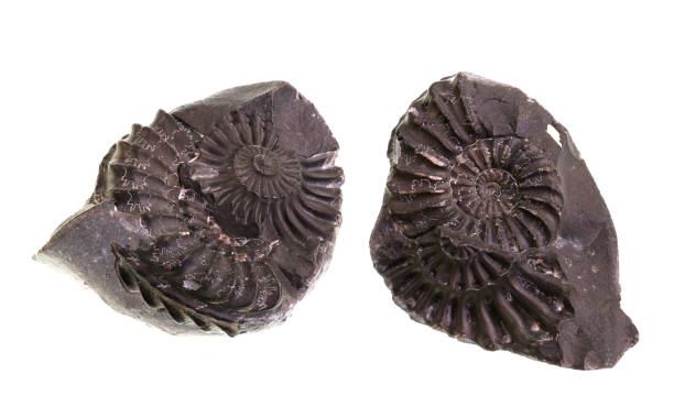 Ammonites – Molds and Casts stock photo