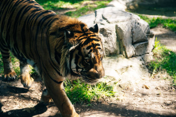 istock Siberian Tiger in the wilderness on green backgroung 1154190922