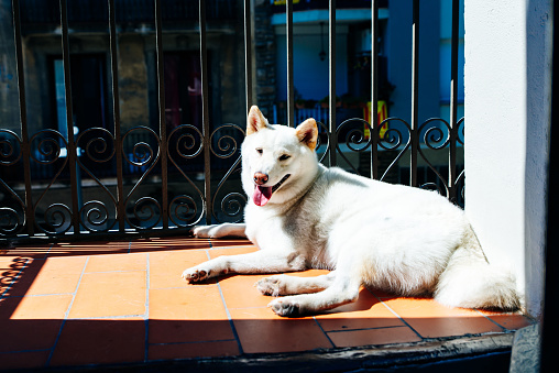 white japanese beautyful dog dog kishu is lying on the balcony