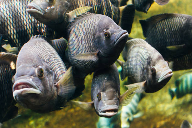 istock big gray Fish in the Aquarium 1154193005