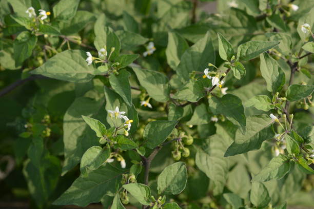 Black nightshade Black nightshade is a weed growing on the roadside and is a toxic plant containing alkaloids. solanum nigrum stock pictures, royalty-free photos & images