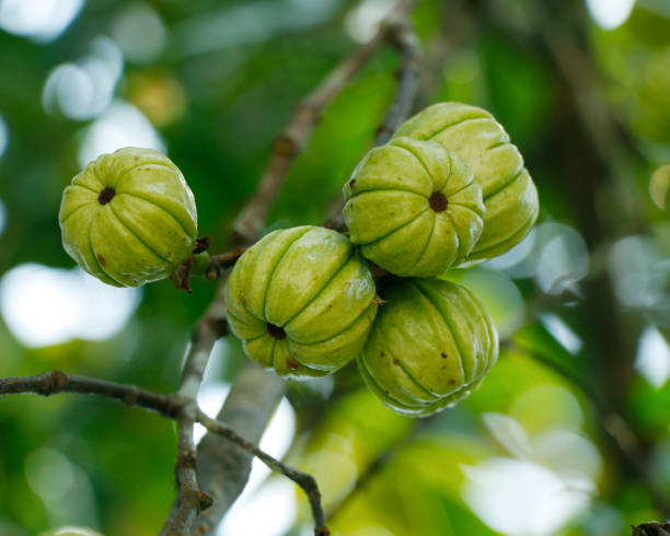 Garcinia gummi-gutta known as Garcinia cambogia