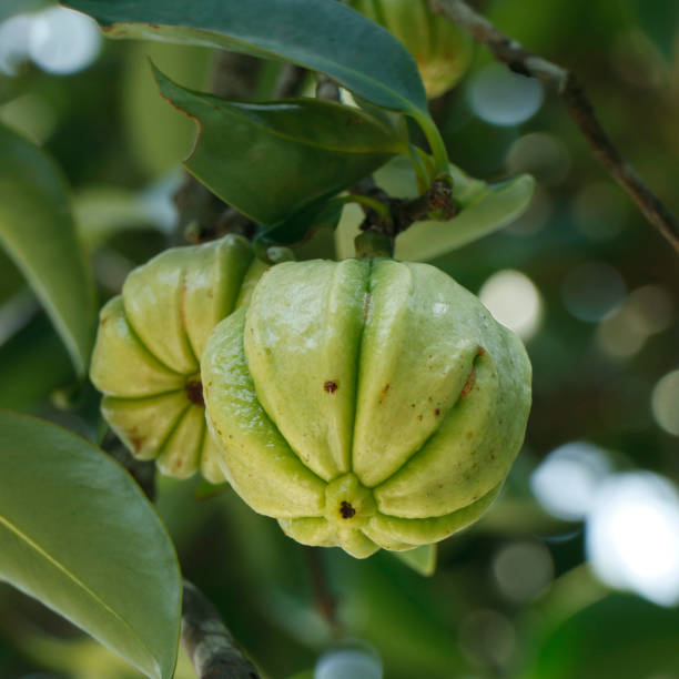 istock Garcinia gummi-gutta known as Garcinia cambogia 1154199968
