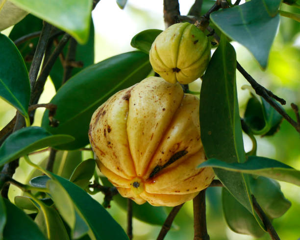 istock Garcinia gummi-gutta known as Garcinia cambogia 1154199990