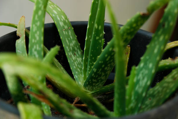 istock aloe vera plant in a pot 1154201224